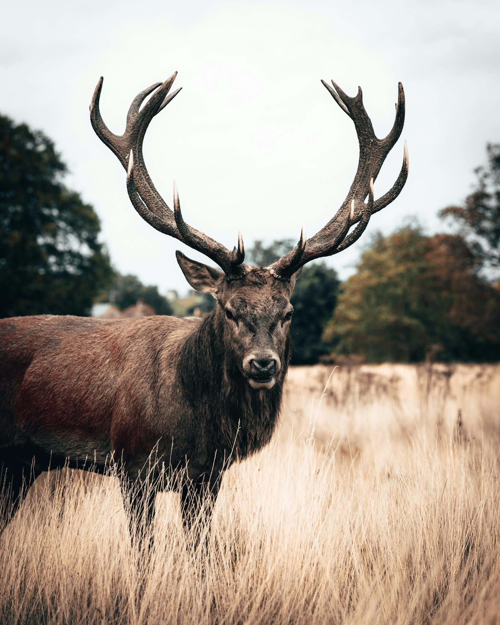 Brown Deer At Open Field