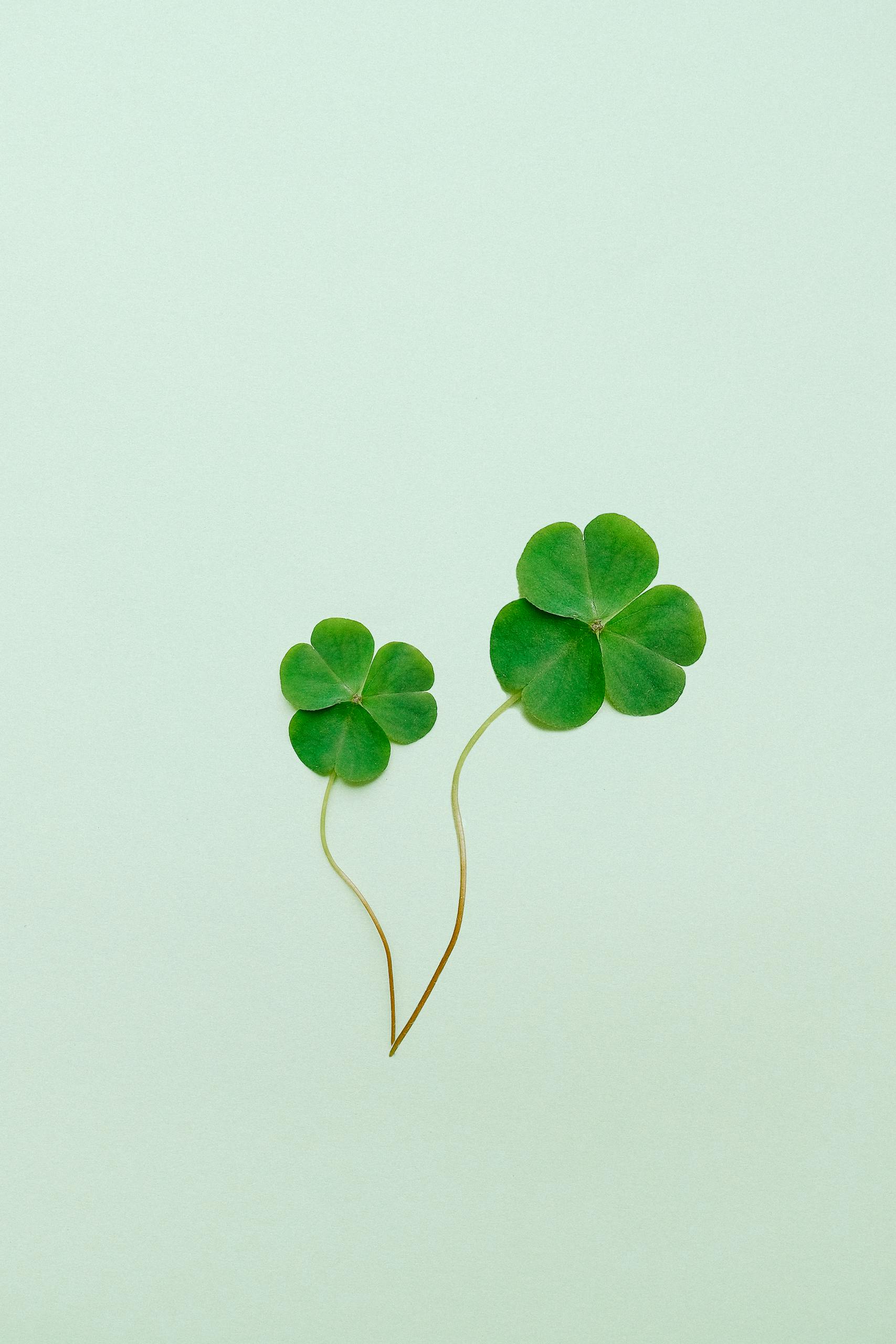 Minimalist image of two clover leaves symbolizing luck and simplicity on a soft green background.