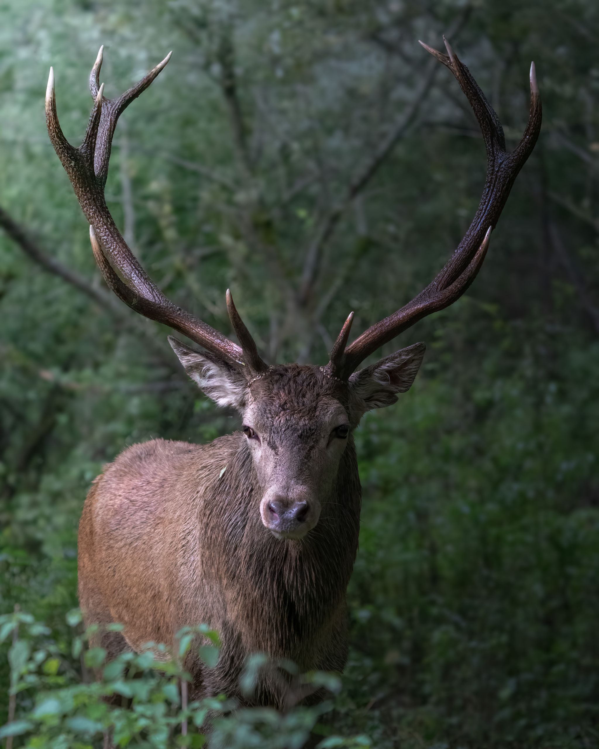 Close-up of a majestic red deer with antlers in the lush forests of Abruzzo, Italy.