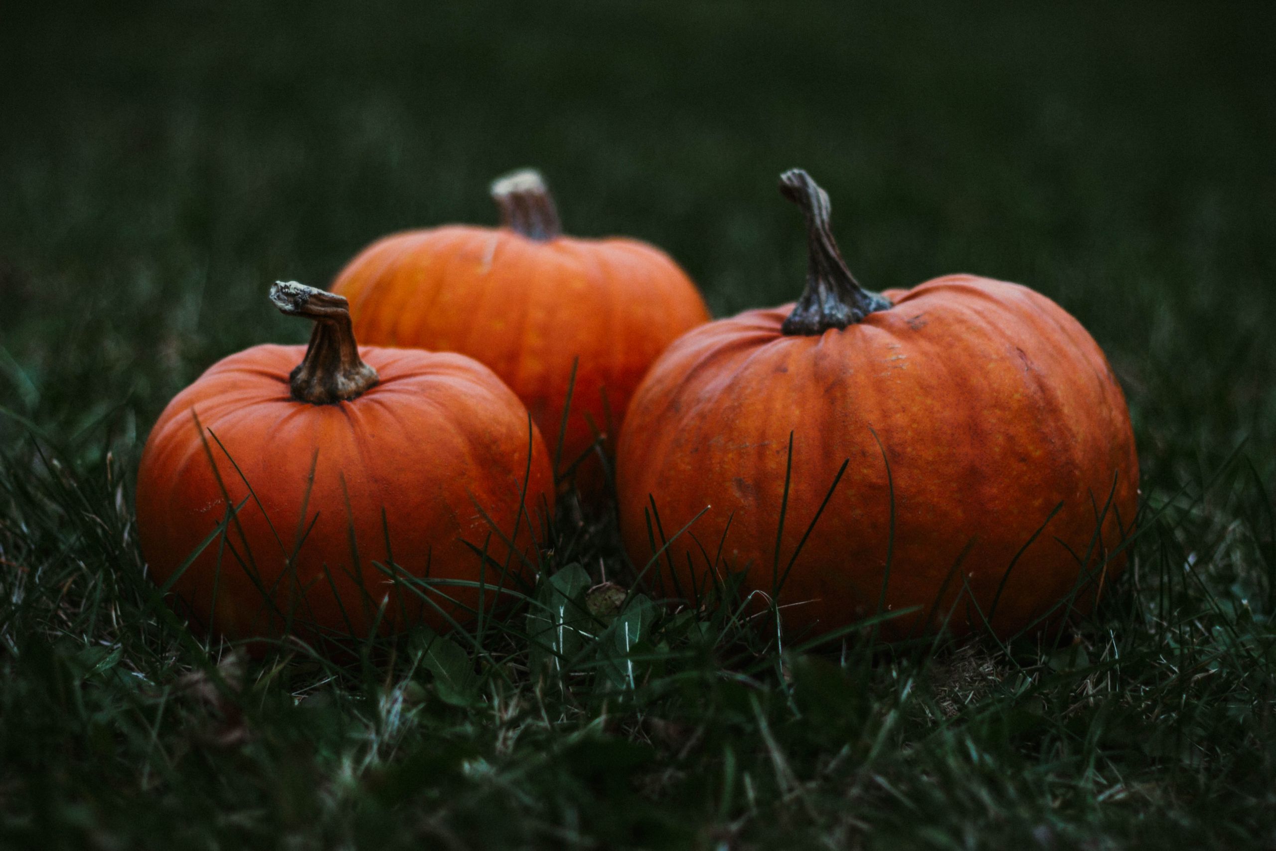 Three vibrant pumpkins sitting on a grassy field, perfect for autumn and Halloween themes.
