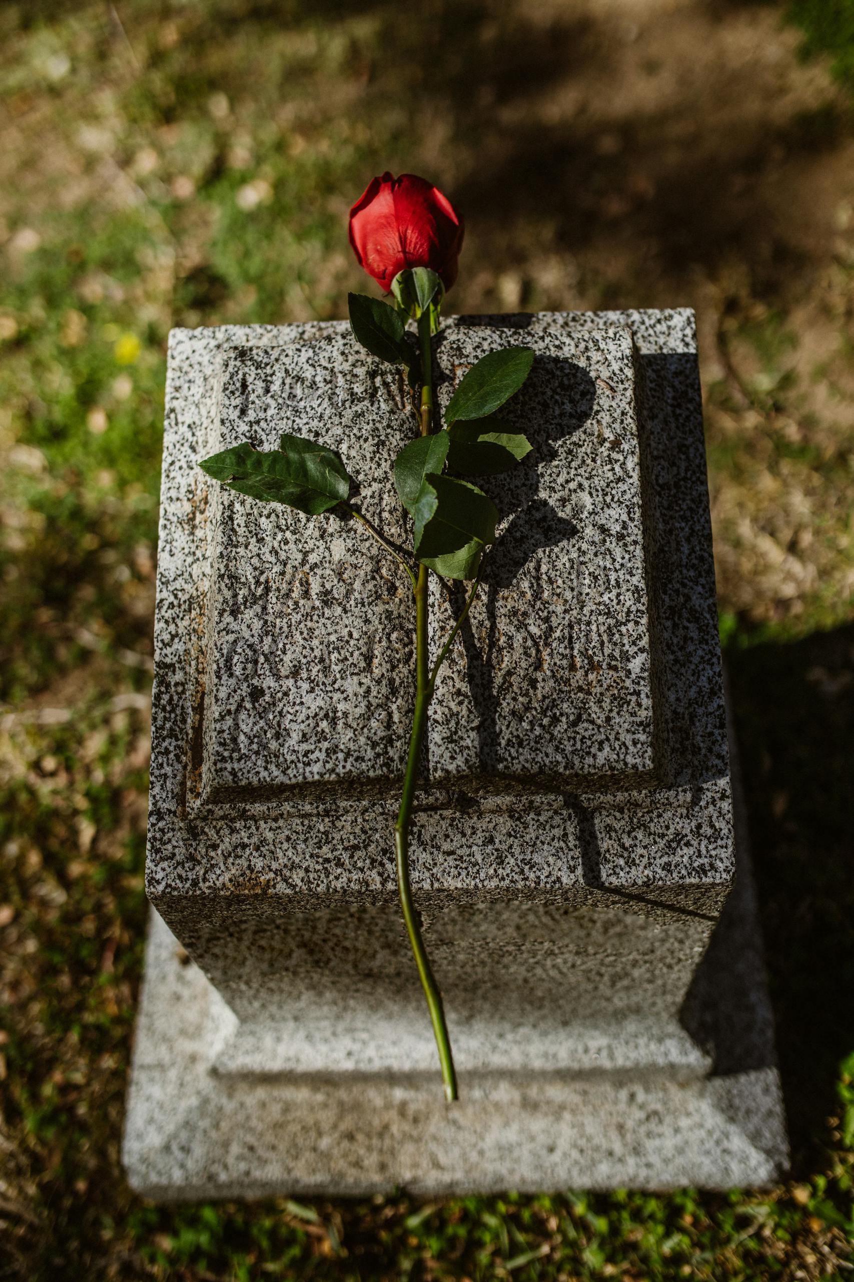 Lonely red rose atop a granite tombstone in an outdoor graveyard setting.